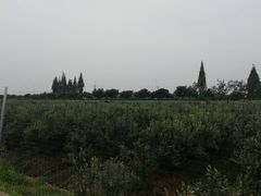 -金谷域澳洲庄园