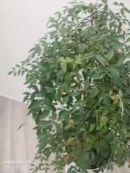-HEYAN荷妍专业脱毛连锁机构