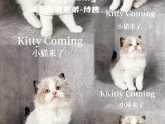 -小猫来了·猫舍(红山六九七九店)