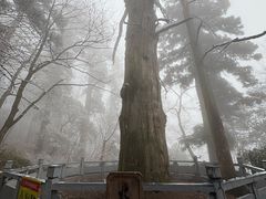 -天目山大树王景区