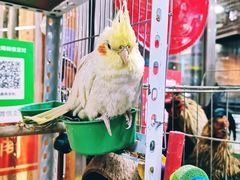 -大自然花鸟鱼虫市场