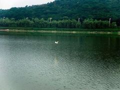 -羊山湖公园