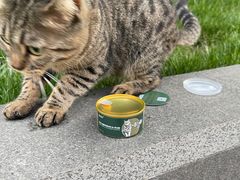 -PETKIT 小佩宠物·德文赛凯猫舍