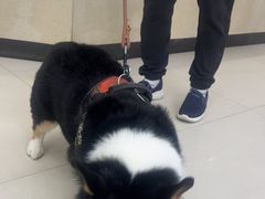 -安安宠医·安烨宠物医院·宠物保险(北仑分院)