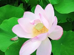 -陈家山荷花公园