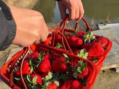 -胜丰草莓采摘园