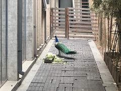 -春记潮汕牛肉火锅