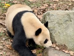 -都江堰中华大熊猫苑