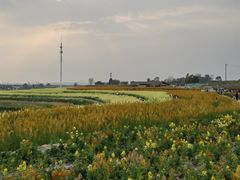-三圣花乡旅游区
