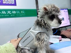 -半岛宠物医院24小时(科华中路店)