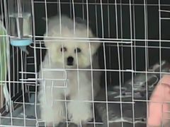 -囡的喵喵酱·萌宠生活馆·宠物洗护美容(胶州路店)