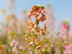 -中国天府农业博览园