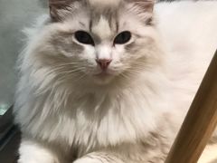 -momokira米努特·德文卷毛猫·棉花面纱犬