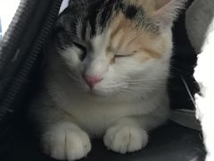 -纳吉亚猫专科动物诊疗中心(蒋宅口分院)