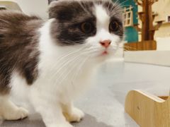 -飞行喵MR PILOT|猫舍·猫咖(静安大融城店)