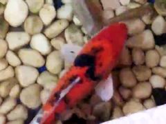 -香江明珠休闲水汇(罗湖村店)