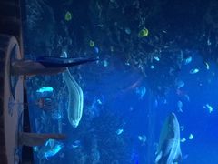 iphone_upload_pic-迪拜帆船酒店海底餐厅