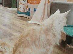 -袖虎·猫馆(体育西路店)