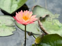-芒洲湿地公园
