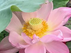-荷塘月色湿地公园·向阳花洲