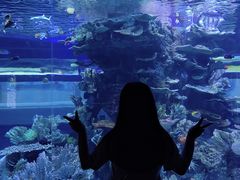 -左海海底世界