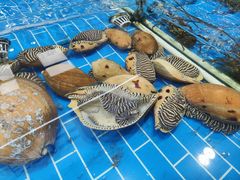-船奇蒸汽海鲜·闽菜(八市海鲜总店)