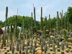 -深圳仙湖植物园