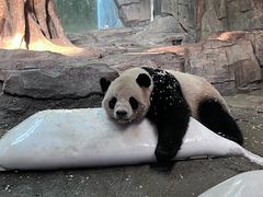-广州长隆野生动物世界