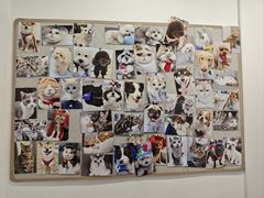 -宠物星动物医院·眼科·异宠·猫科(江南大道总院)