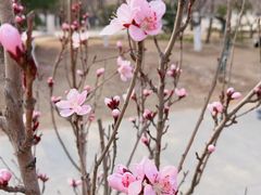 -桃花堤公园
