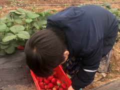 -百果山乐享果玩