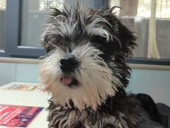 -伟伟宠物医院·CT影像中心·瑞派犬猫综合性门诊(汉口总院)