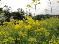 -红山村