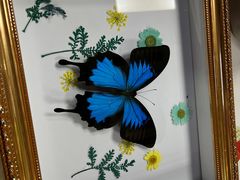 -上海大自然野生昆虫馆