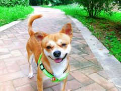 -宠福鑫康馨动物医院·骨科·眼科