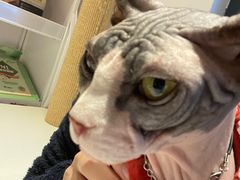 -啵啵喵·猫咖(攀华国际店)