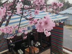 -马帮寨院坝火锅(龙港公园店)