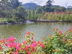-广州市帽峰山景区