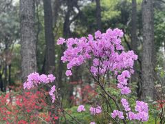 -临平公园(临平街道)