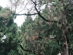 -七曲山风景区