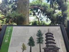-天目山大树王景区