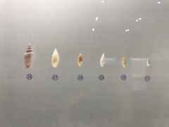 -青岛贝壳博物馆