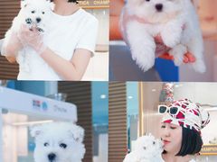 -翊宠yipet猫狗购宠庄园
