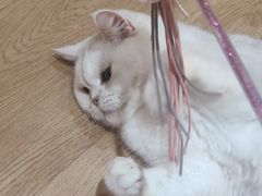 -1013 PET SHOP精品宠物商店(丁香店)