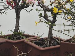 -凤凰寺