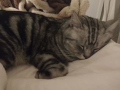 -安安宠医宠物医院·异宠·犬猫内科(岳阳分院)
