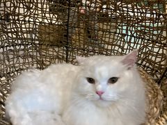 -飞行喵MR PILOT|猫舍·猫咖(静安大融城店)
