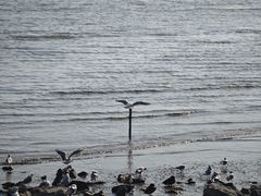 -深圳湾公园(南山区)