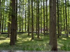 -黄海国家森林公园