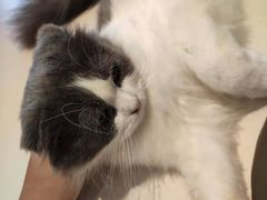 -飞行喵MR PILOT|猫舍·猫咖(静安大融城店)